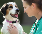 Atendimento veterinário domiciliar